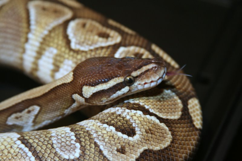 2009 Male Lesser 1
