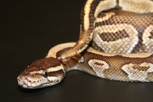 2009 Male Lesser 2