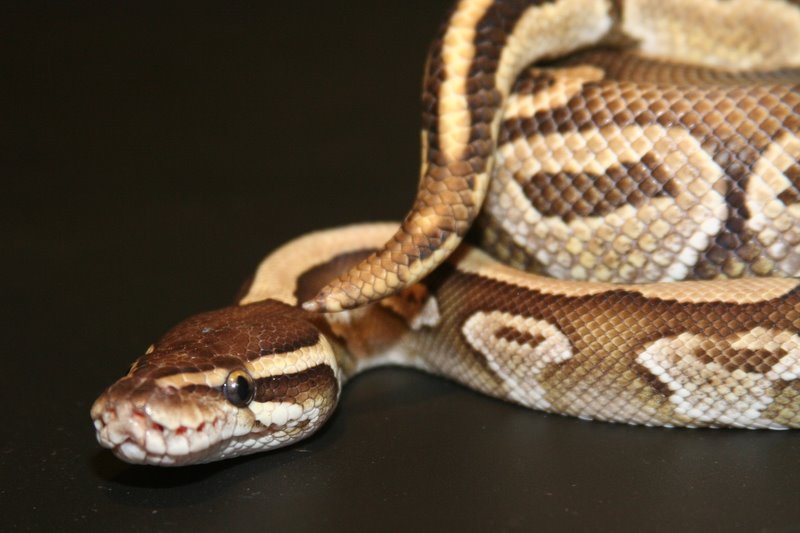 2009 Male Lesser 2