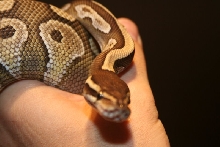 2009 Male Lesser 3