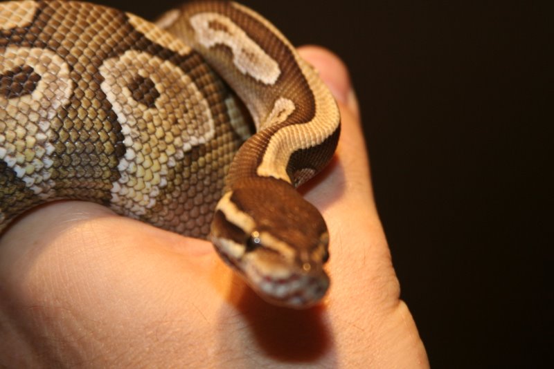 2009 Male Lesser 3