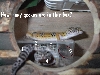geckos in a box