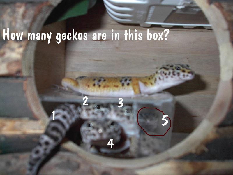 geckos in a box