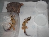 new geckos