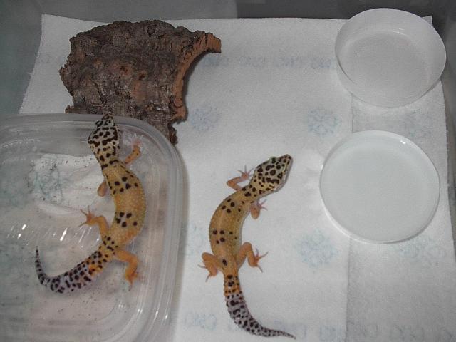 new geckos