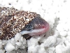 hatchling 1 close up