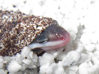 hatchling 1 close up