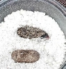 hatchling 1