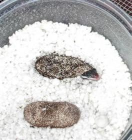 hatchling 1