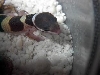 hatchling out of egg