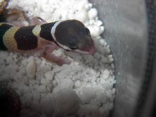 hatchling out of egg