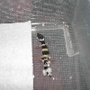 hatchling out of egg