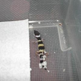 hatchling out of egg