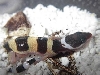 fresh out of egg
