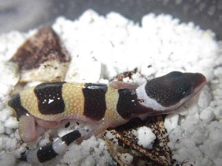 fresh out of egg