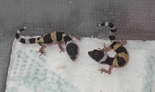 hatchlings together 1