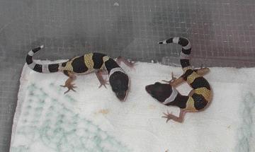 hatchlings together 1