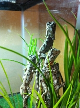 baby frilled dragons