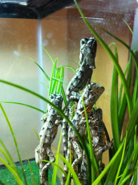 baby frilled dragons
