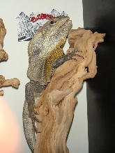 male frilled dragon