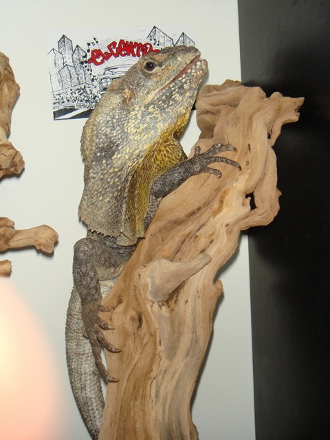 male frilled dragon