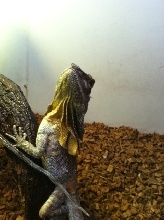 female frilled dragon
