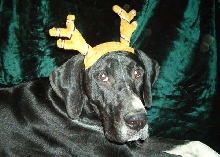 Our Danedeer