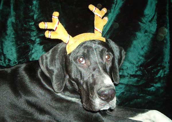 Our Danedeer