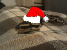 Bones the Ball Python
