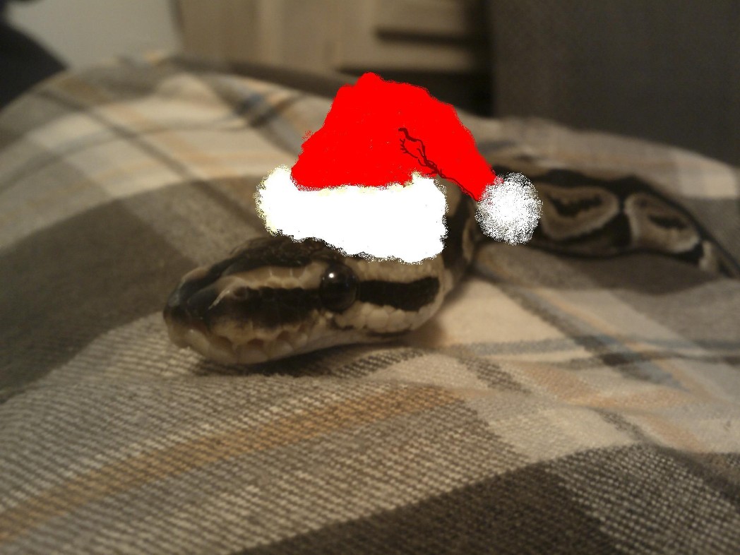 Bones the Ball Python
