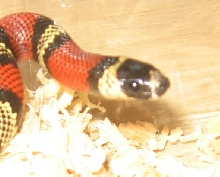 Hondo Head Shot