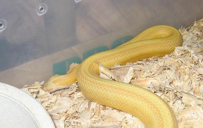 Butter Stripe Male