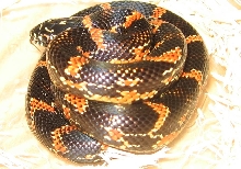 Female Goini