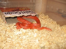 Female Fire Corn