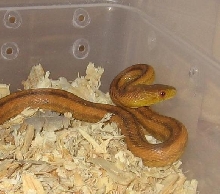 Male Glades Rat