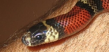 Hobby Hondo Head Shot