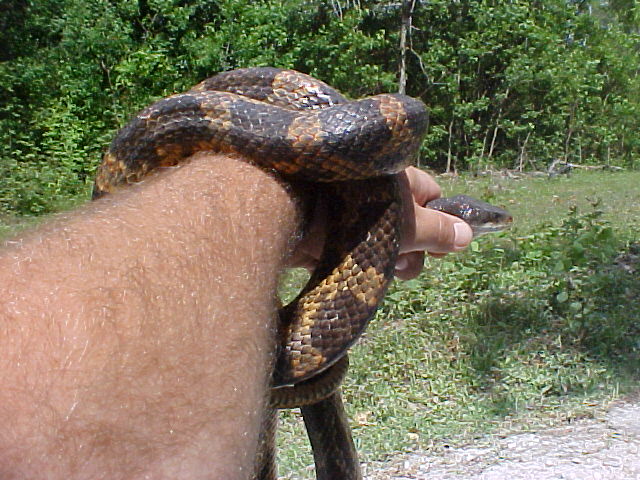 Lake Charles LA Texas Rat