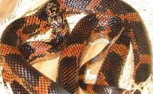 Male Goini
