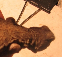 Little Male Mali