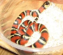 New Andean