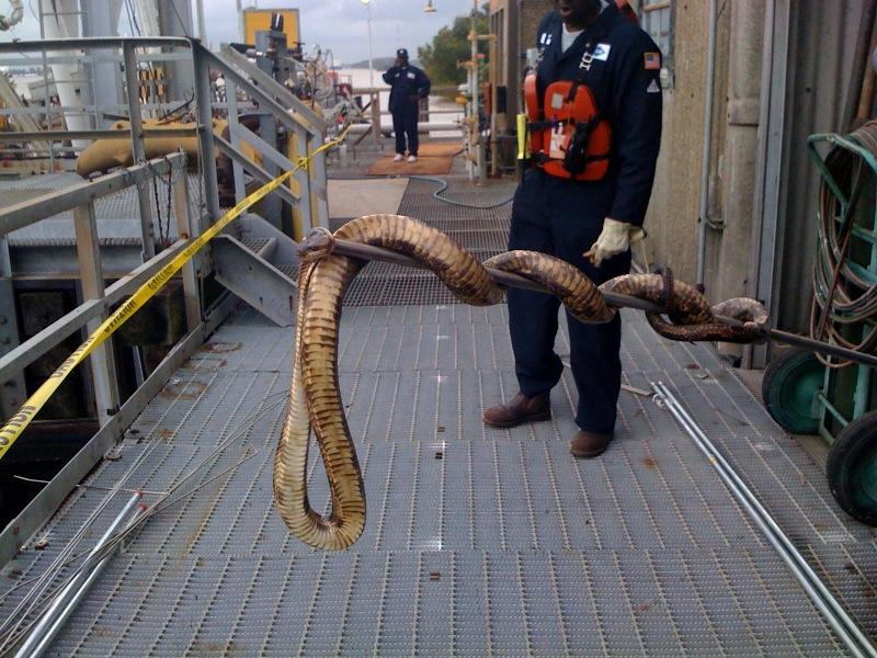 Norco, LA Texas Rat