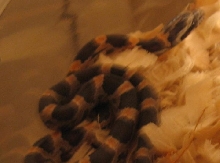 2010 Okeetee