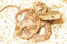Female S.Fla Yellow Rat