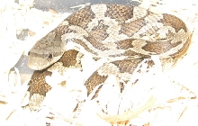 Juvie Texas Rat 2010