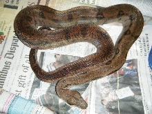 CA hypo motley het T 