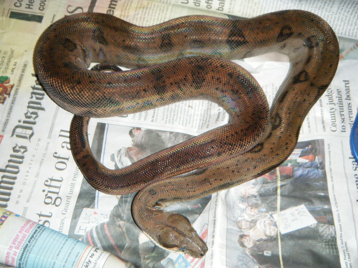 CA hypo motley het T 