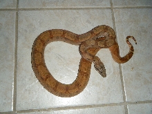hypo hog poss super