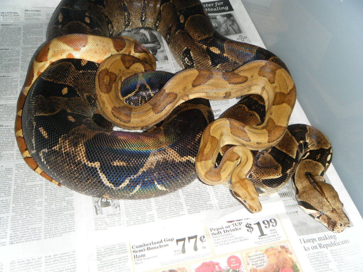 super hypo jungle with gravid mate