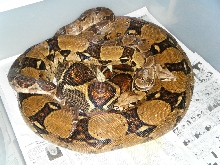hypo with gravid mate