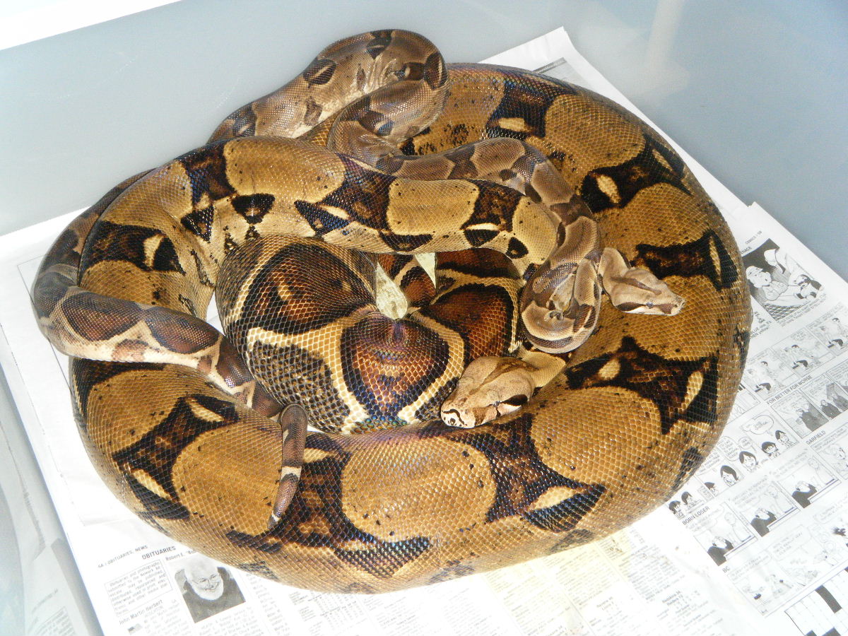 hypo with gravid mate